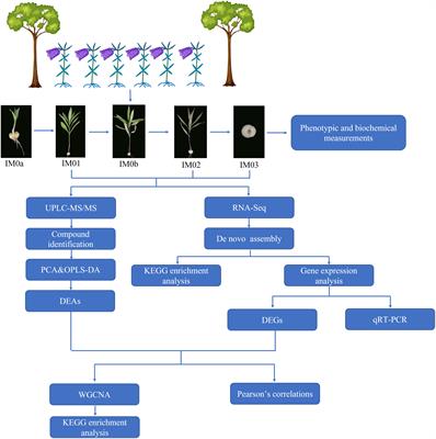 Transcriptomic and metabolomic analyses provide new insights into the appropriate harvest period in regenerated bulbs of Fritillaria hupehensis